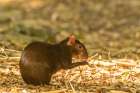 Caribbean-Trinidad-Asa Wright Nature Center Agouti eating Art Print